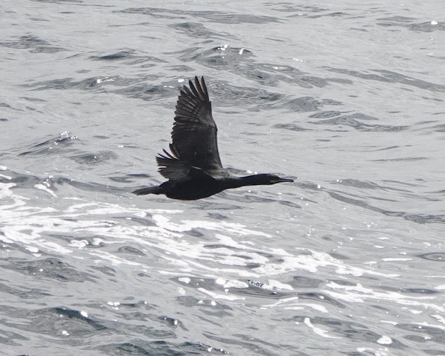 shag